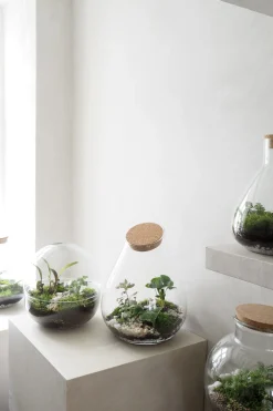 Planter Og Værktøj Til Terrarier|Håndskabte Terrarier^PLANT Terrarie no. 10