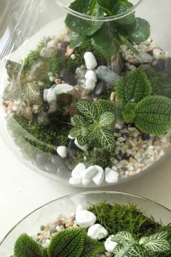 Planter Og Værktøj Til Terrarier|Håndskabte Terrarier^PLANT Terrarie no. 09