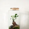 Planter Og Værktøj Til Terrarier|Håndskabte Terrarier^PLANT Terrarie no. 15