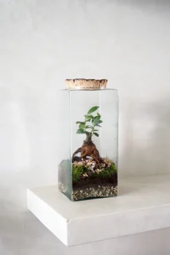 Planter Og Værktøj Til Terrarier|Håndskabte Terrarier^PLANT Terrarie no. 15