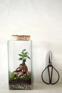 Planter Og Værktøj Til Terrarier|Håndskabte Terrarier^PLANT Terrarie no. 15
