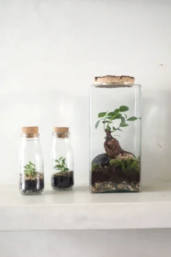 Planter Og Værktøj Til Terrarier|Håndskabte Terrarier^PLANT Terrarie no. 15