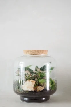 Planter Og Værktøj Til Terrarier|Håndskabte Terrarier^PLANT Terrarie no. 02