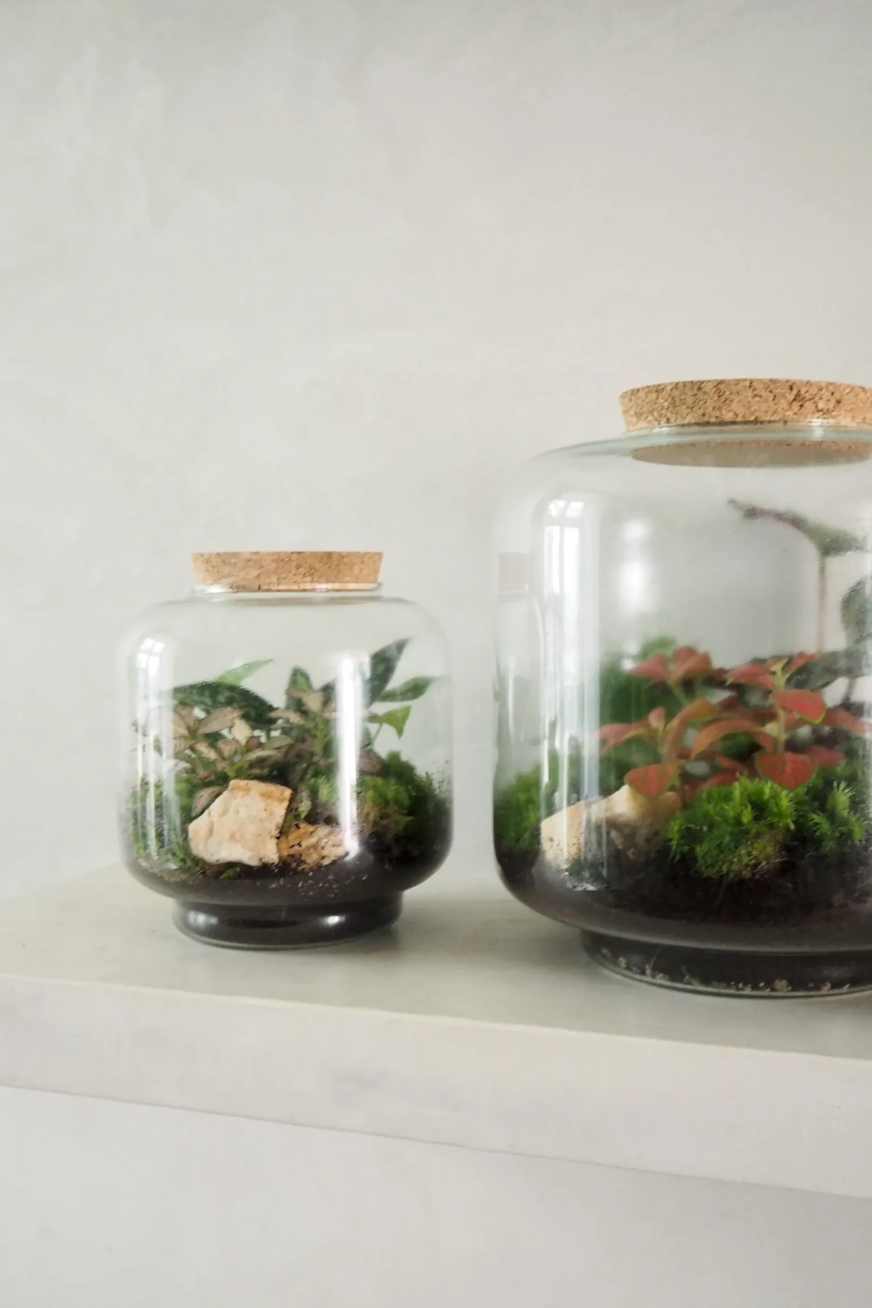 Planter Og Værktøj Til Terrarier|Håndskabte Terrarier^PLANT Terrarie no. 02
