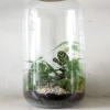 Planter Og Værktøj Til Terrarier|Håndskabte Terrarier^PLANT Terrarie no. 11