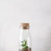 Planter Og Værktøj Til Terrarier|Håndskabte Terrarier^PLANT Terrarie no. 16