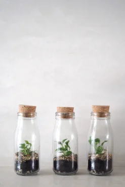 Planter Og Værktøj Til Terrarier|Håndskabte Terrarier^PLANT Terrarie no. 16