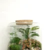 Planter Og Værktøj Til Terrarier|Håndskabte Terrarier^PLANT Terrarie no. 06