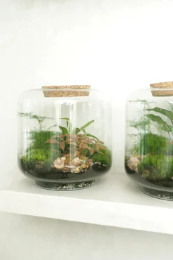 Planter Og Værktøj Til Terrarier|Håndskabte Terrarier^PLANT Terrarie no. 06