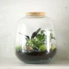 Planter Og Værktøj Til Terrarier|Håndskabte Terrarier^PLANT Terrarie no. 03