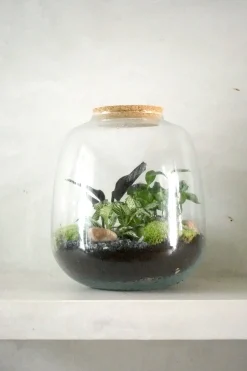 Planter Og Værktøj Til Terrarier|Håndskabte Terrarier^PLANT Terrarie no. 03