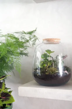 Planter Og Værktøj Til Terrarier|Håndskabte Terrarier^PLANT Terrarie no. 03