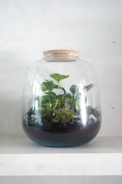 Planter Og Værktøj Til Terrarier|Håndskabte Terrarier^PLANT Terrarie no. 03
