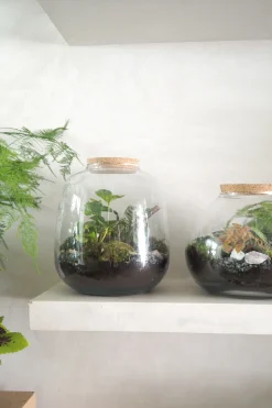 Planter Og Værktøj Til Terrarier|Håndskabte Terrarier^PLANT Terrarie no. 03