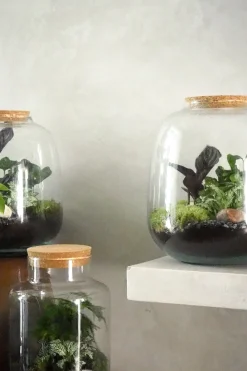 Planter Og Værktøj Til Terrarier|Håndskabte Terrarier^PLANT Terrarie no. 03