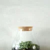 Planter Og Værktøj Til Terrarier|Håndskabte Terrarier^PLANT Terrarie no. 01