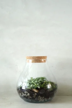 Planter Og Værktøj Til Terrarier|Håndskabte Terrarier^PLANT Terrarie no. 01