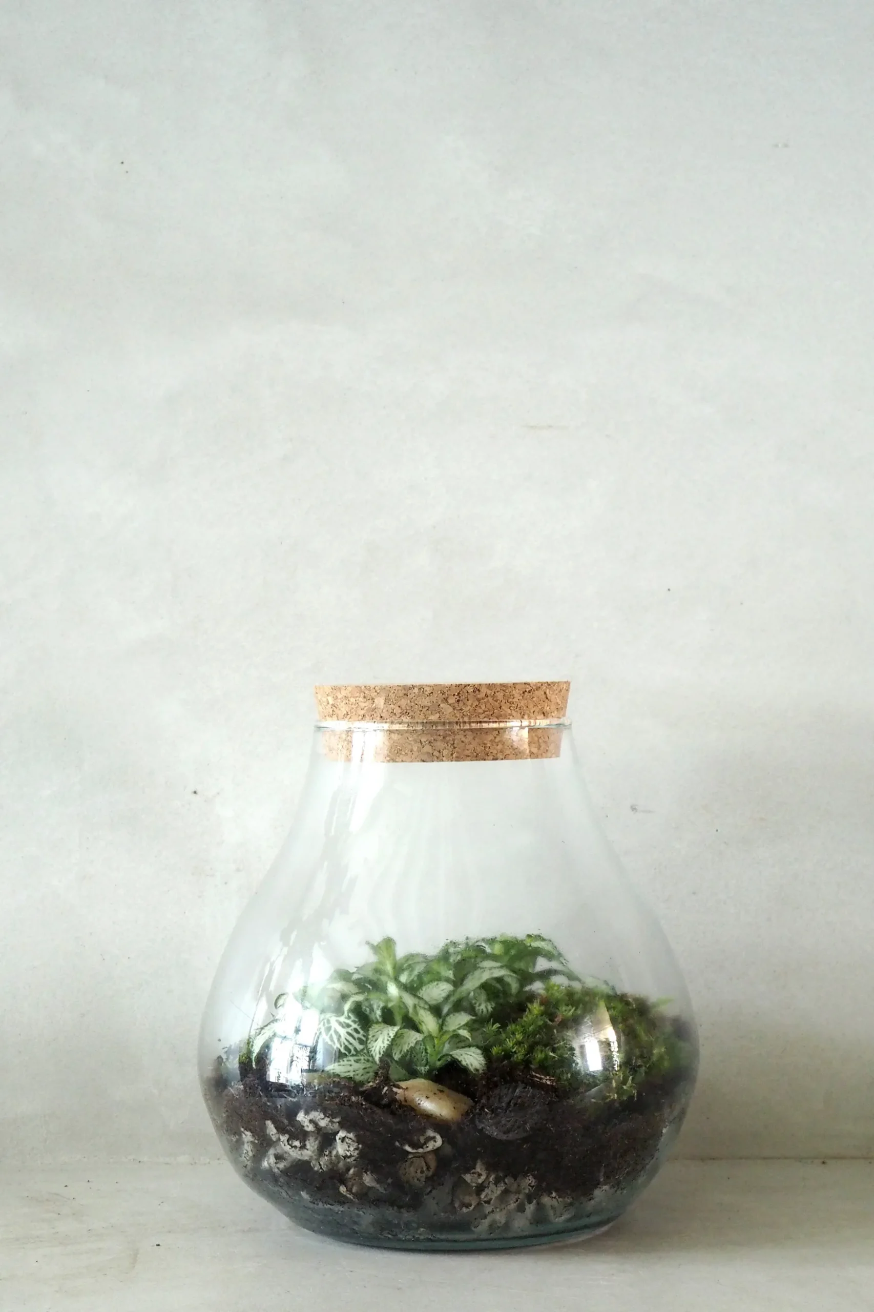 Planter Og Værktøj Til Terrarier|Håndskabte Terrarier^PLANT Terrarie no. 01
