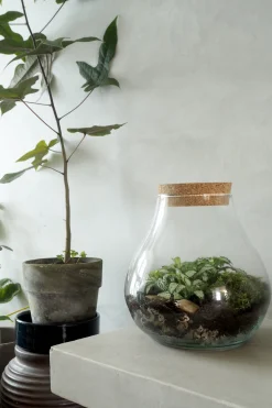 Planter Og Værktøj Til Terrarier|Håndskabte Terrarier^PLANT Terrarie no. 01
