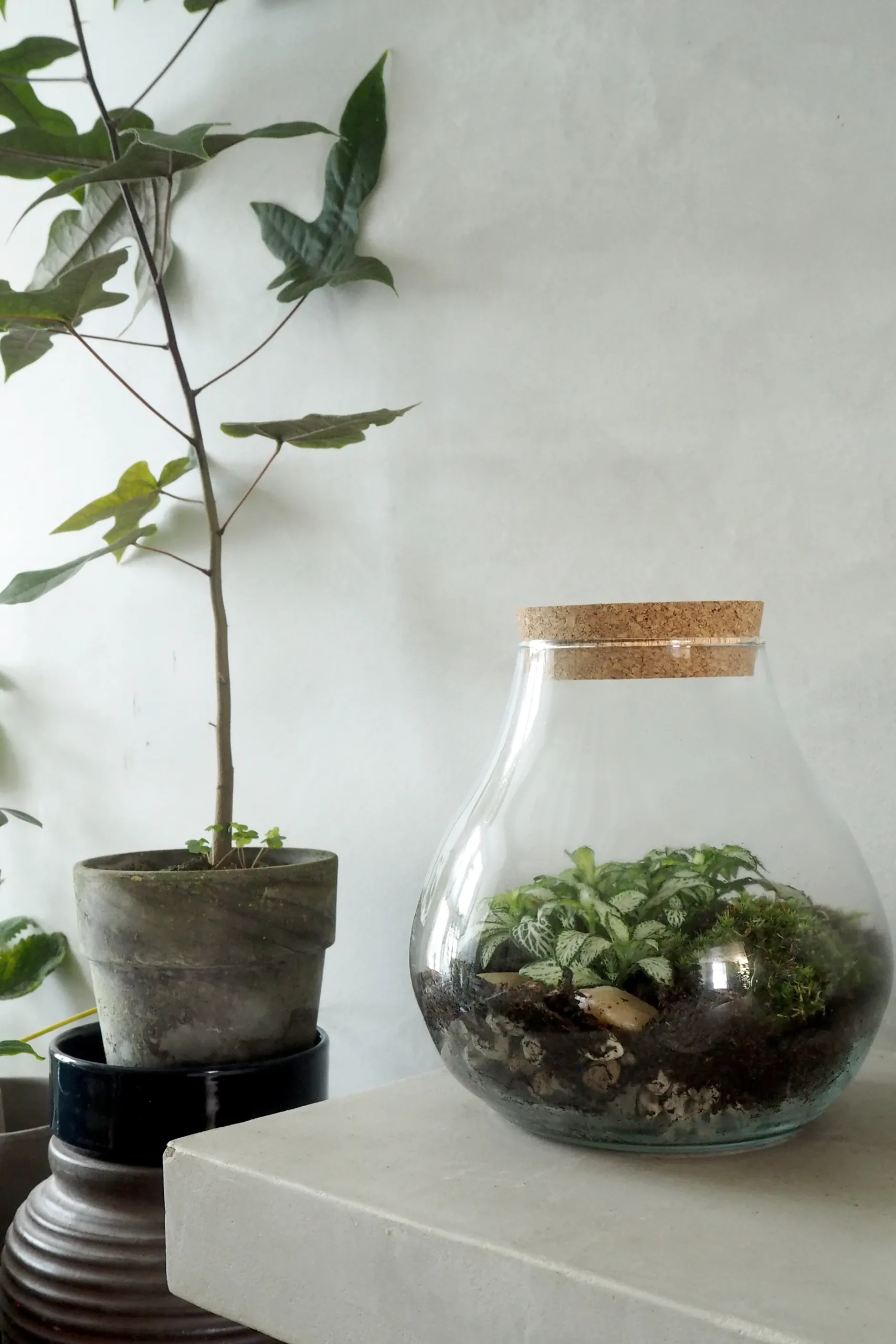 Planter Og Værktøj Til Terrarier|Håndskabte Terrarier^PLANT Terrarie no. 01