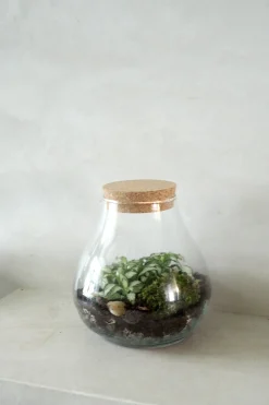 Planter Og Værktøj Til Terrarier|Håndskabte Terrarier^PLANT Terrarie no. 01