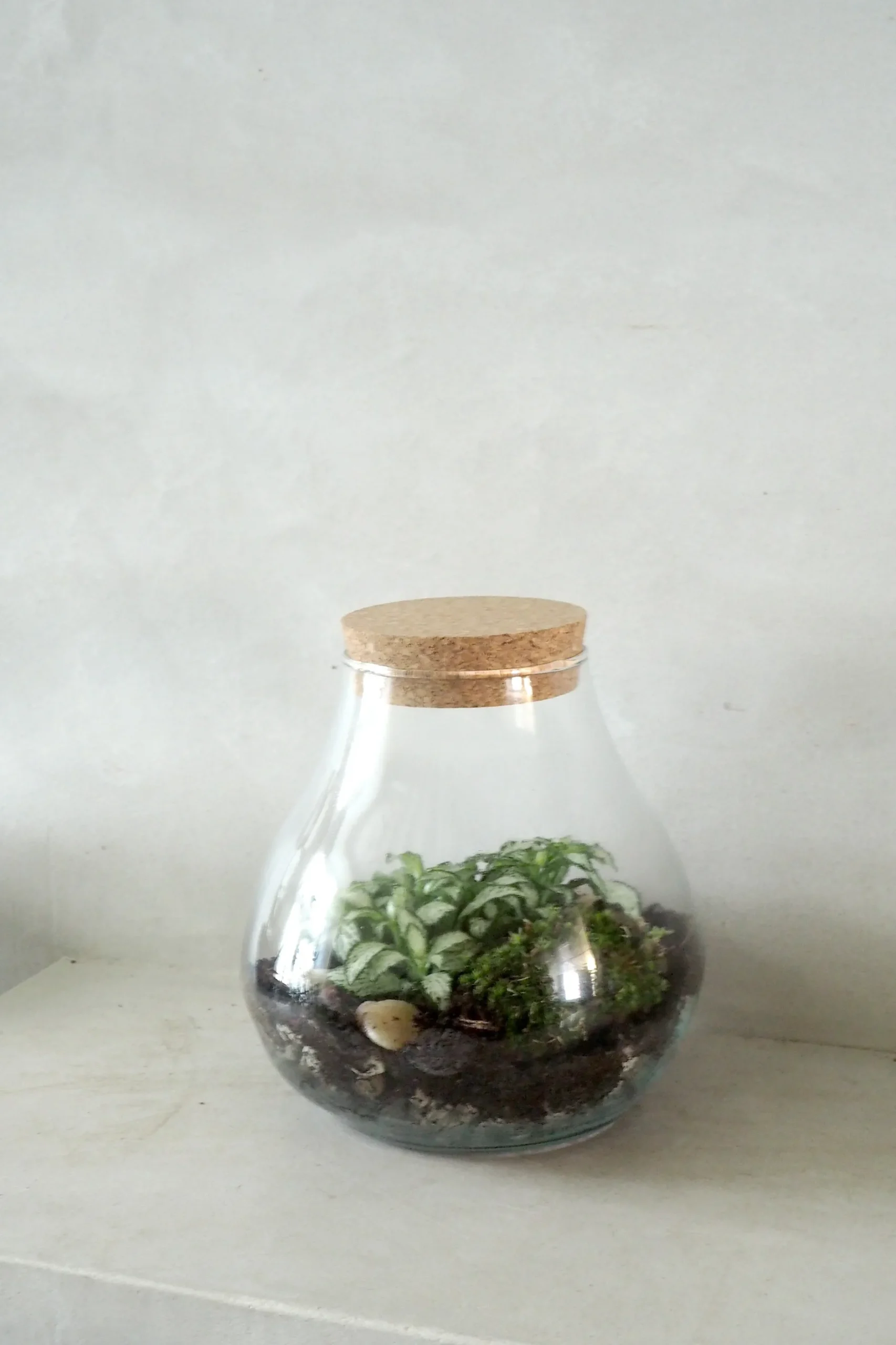Planter Og Værktøj Til Terrarier|Håndskabte Terrarier^PLANT Terrarie no. 01