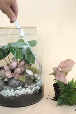Planter Og Værktøj Til Terrarier|Planter Og Værktøj Til Terrarier^PLANT Terrariepincet