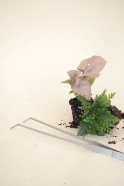 Planter Og Værktøj Til Terrarier|Planter Og Værktøj Til Terrarier^PLANT Terrariepincet