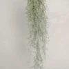 Air Plants^PLANT Tillandsia Usneoides