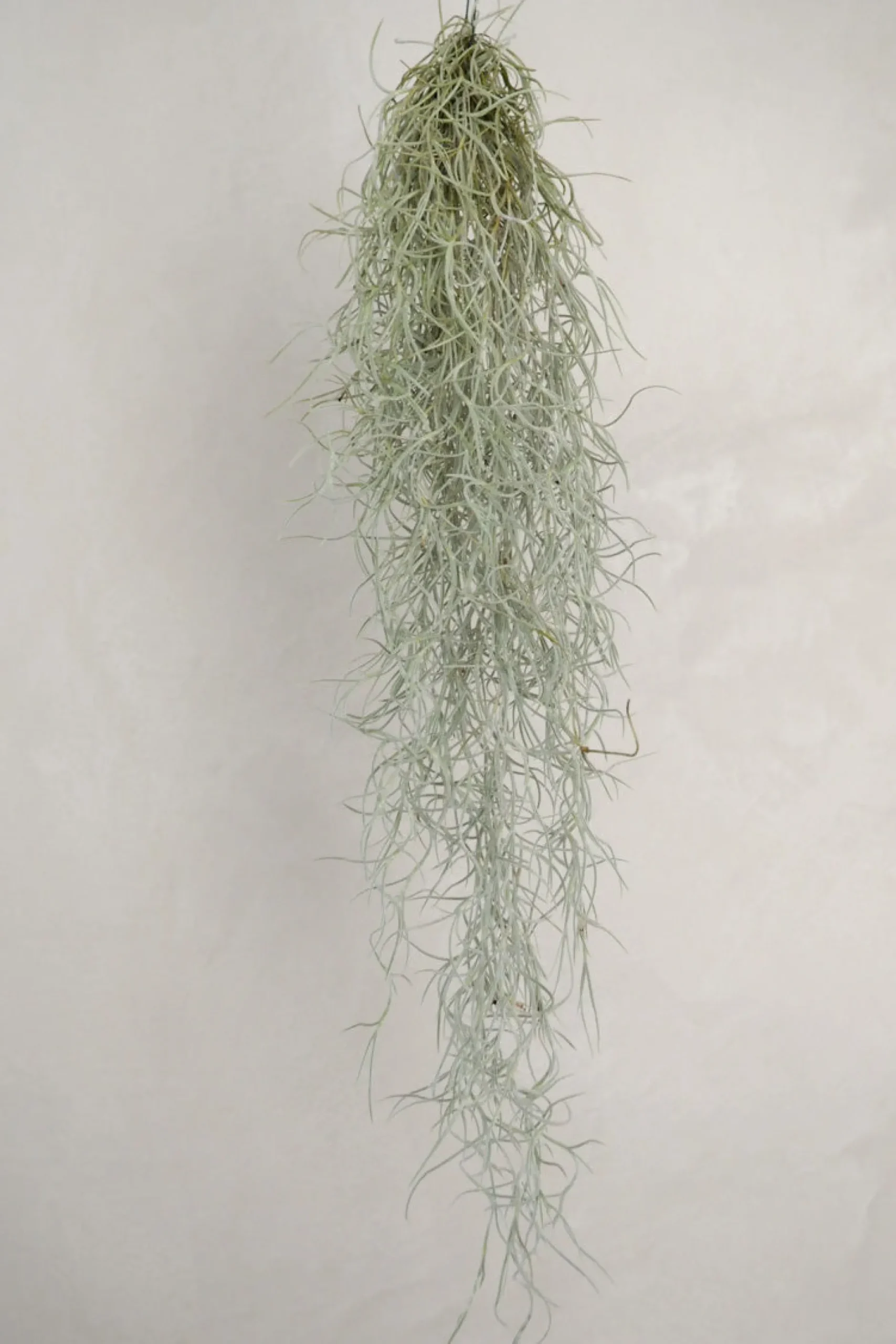 Air Plants^PLANT Tillandsia Usneoides
