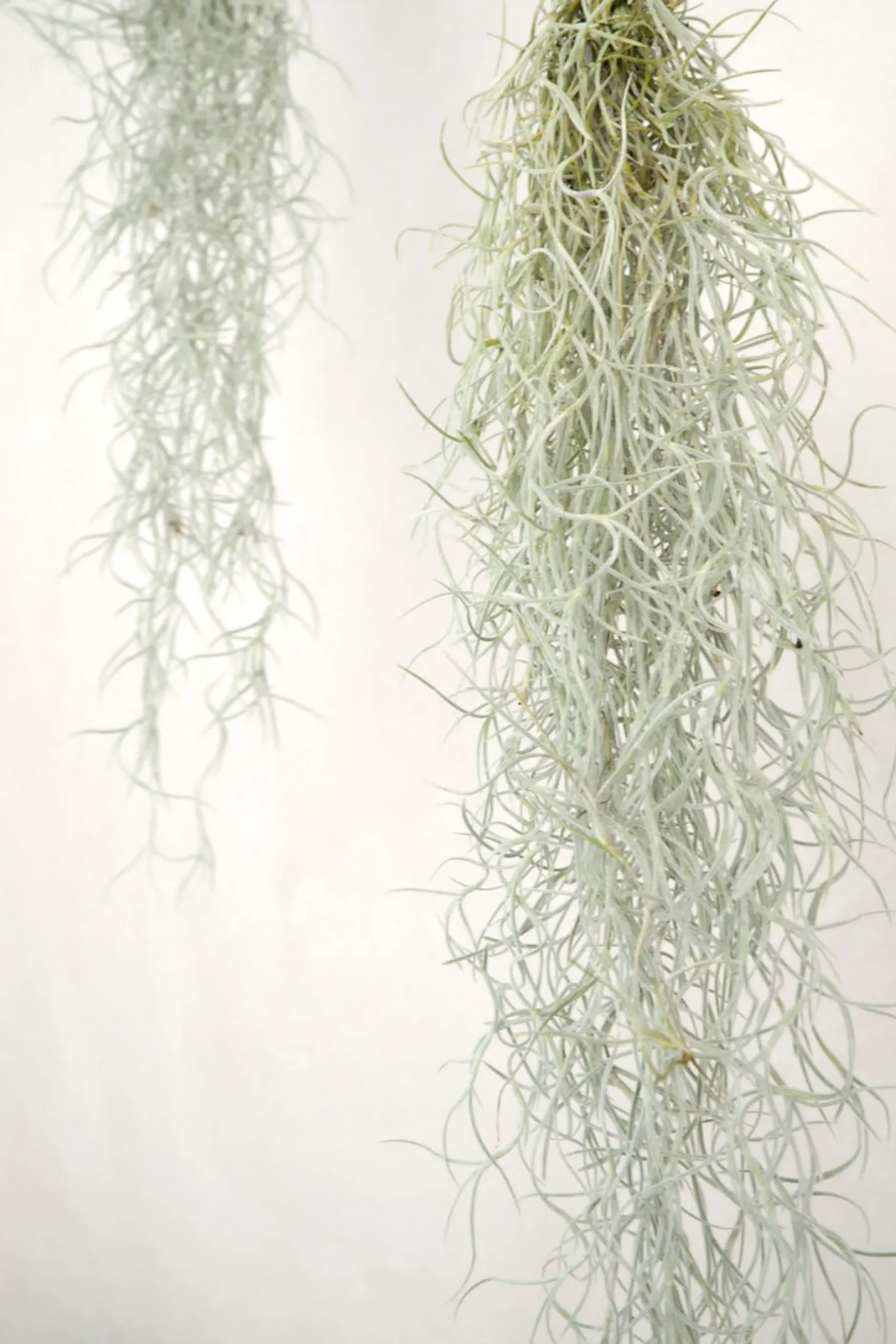 Air Plants^PLANT Tillandsia Usneoides