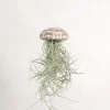 Air Plants^PLANT Tillandsia Usneoides i søpindsvin