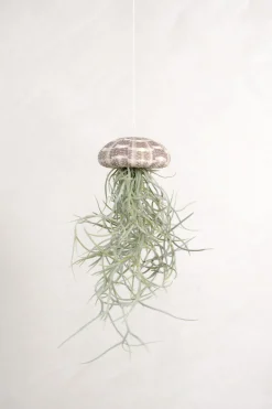 Air Plants^PLANT Tillandsia Usneoides i søpindsvin