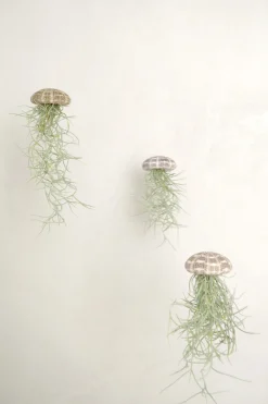 Air Plants^PLANT Tillandsia Usneoides i søpindsvin