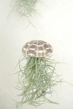 Air Plants^PLANT Tillandsia Usneoides i søpindsvin