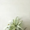 Air Plants^PLANT Tillandsia Xerographic