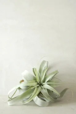 Air Plants^PLANT Tillandsia Xerographic