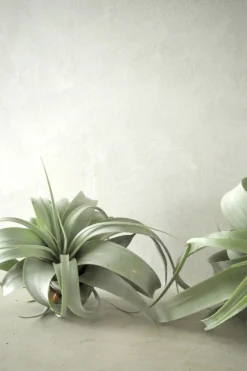 Air Plants^PLANT Tillandsia Xerographic