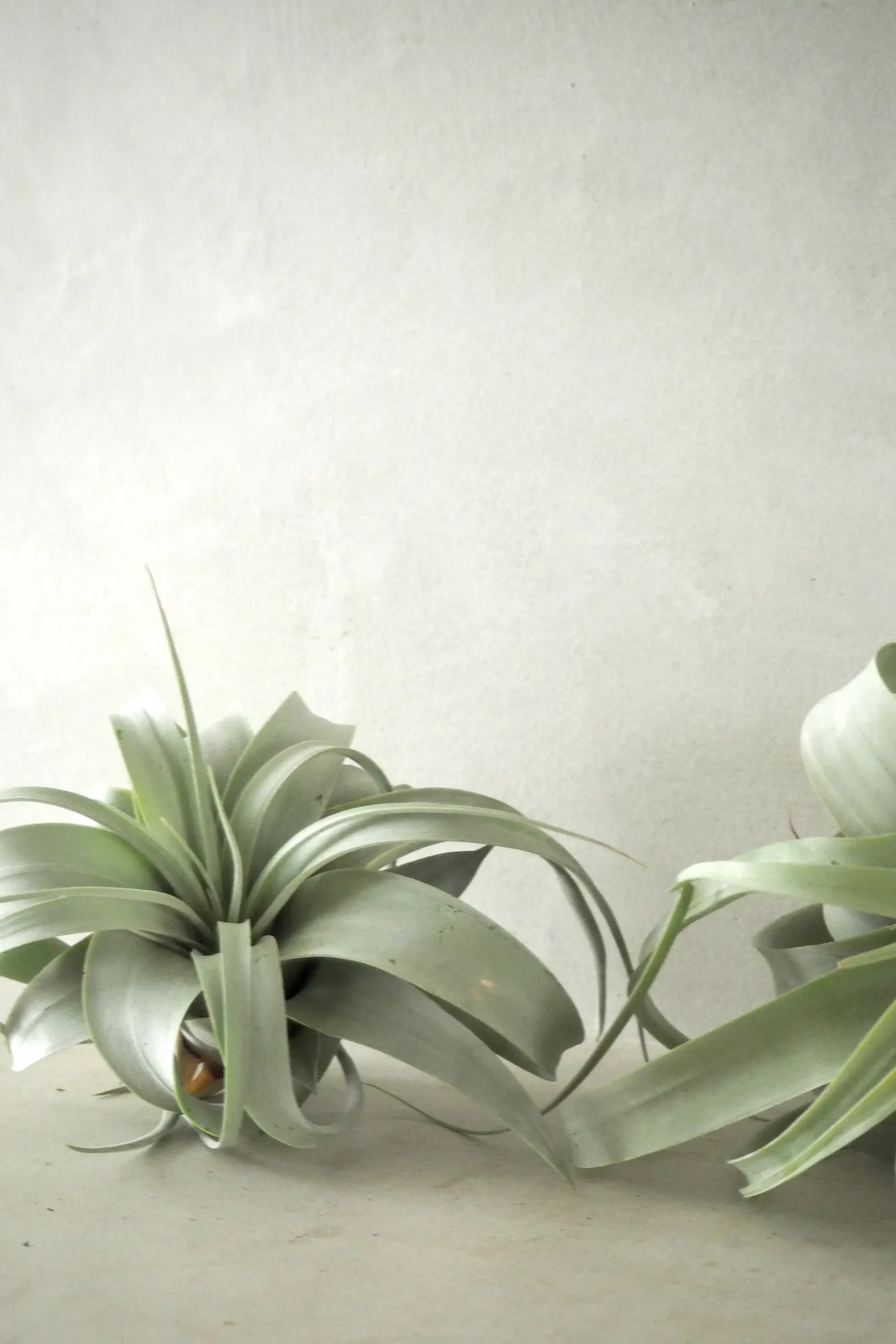 Air Plants^PLANT Tillandsia Xerographic