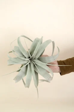 Air Plants^PLANT Tillandsia Xerographic