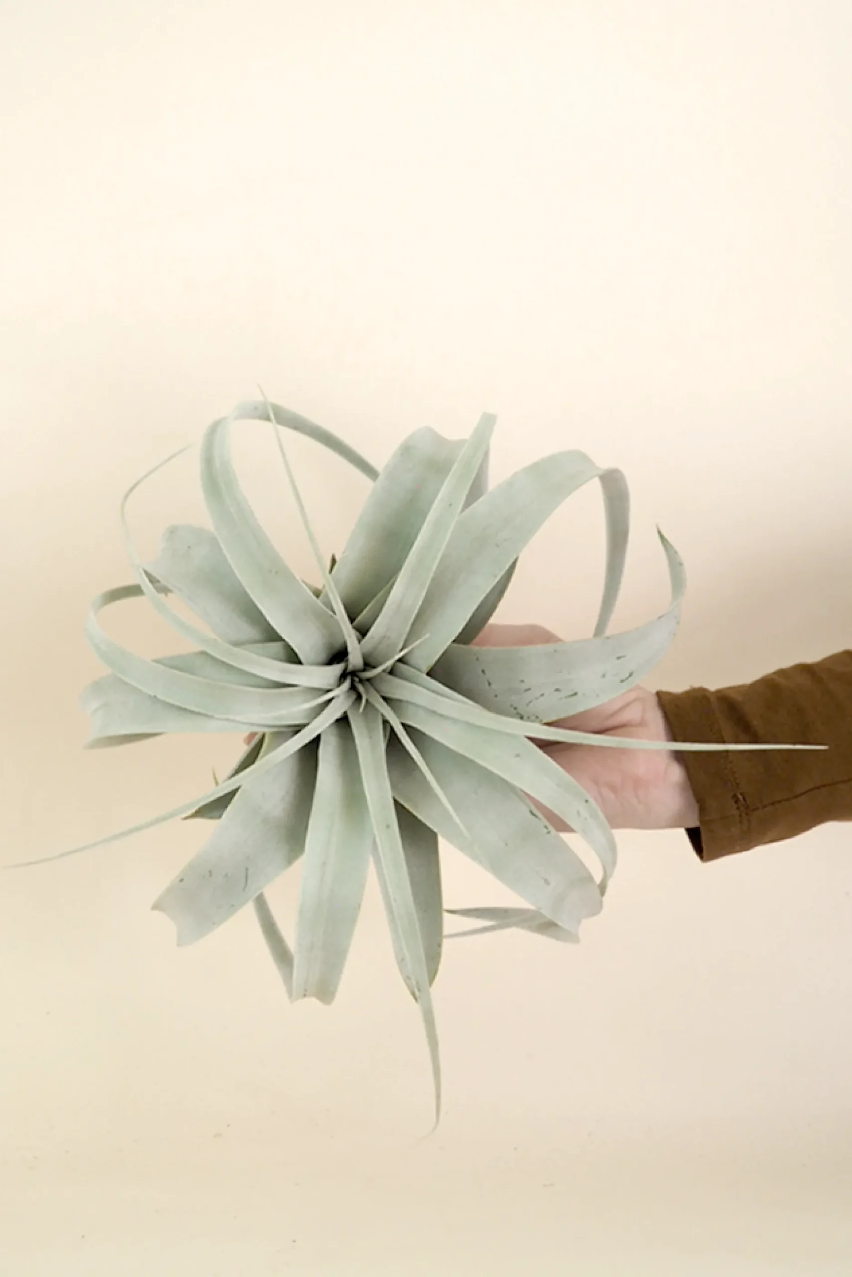 Air Plants^PLANT Tillandsia Xerographic