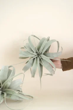 Air Plants^PLANT Tillandsia Xerographic