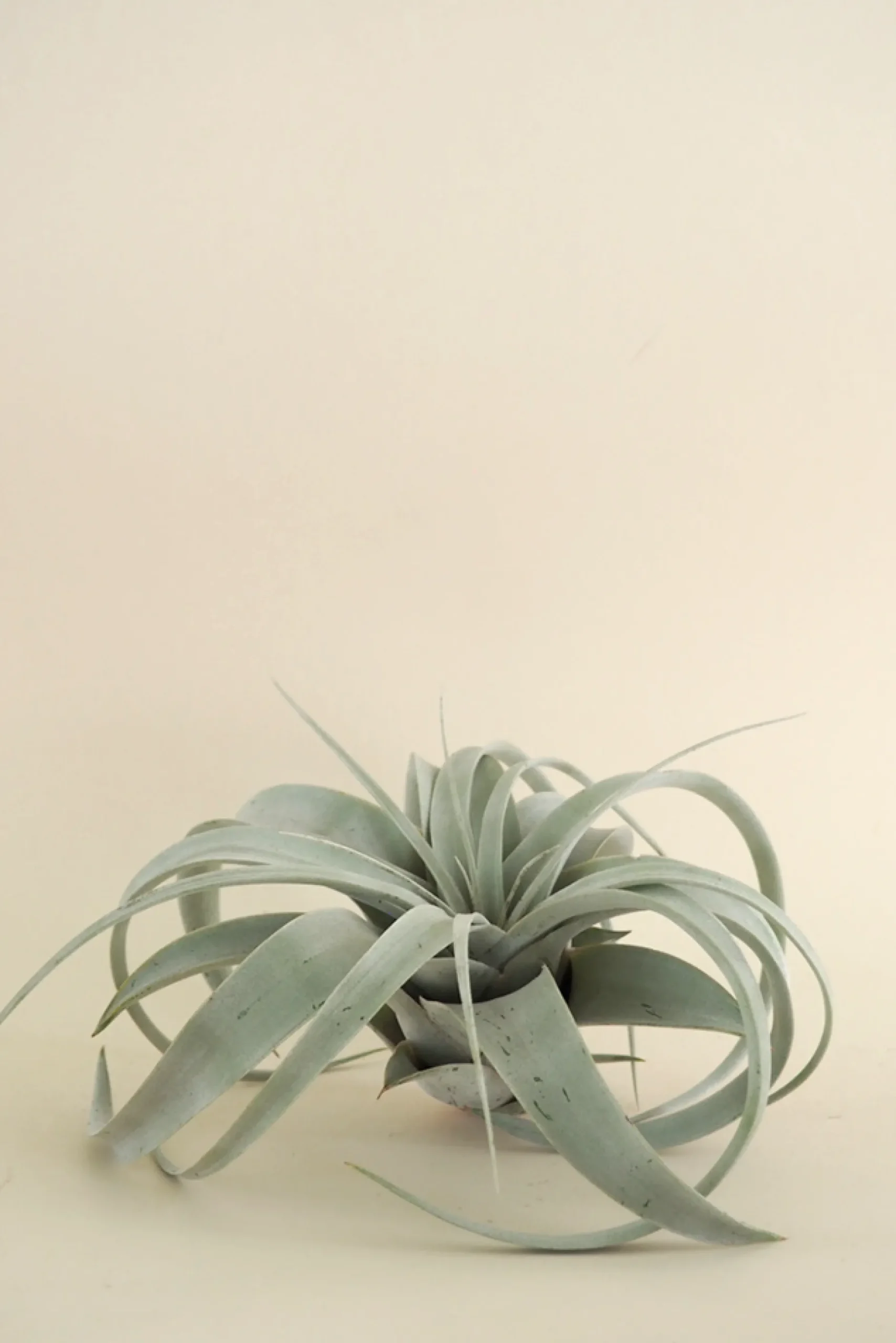 Air Plants^PLANT Tillandsia Xerographic