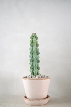 Ørkenplanter Og Knoldplanter^PLANT Titty - Myrtillocactus geometrizans