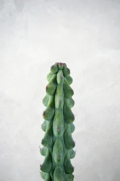 Ørkenplanter Og Knoldplanter^PLANT Titty - Myrtillocactus geometrizans