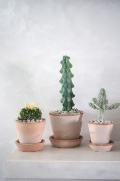 Ørkenplanter Og Knoldplanter^PLANT Titty - Myrtillocactus geometrizans