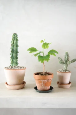 Ørkenplanter Og Knoldplanter^PLANT Titty - Myrtillocactus geometrizans