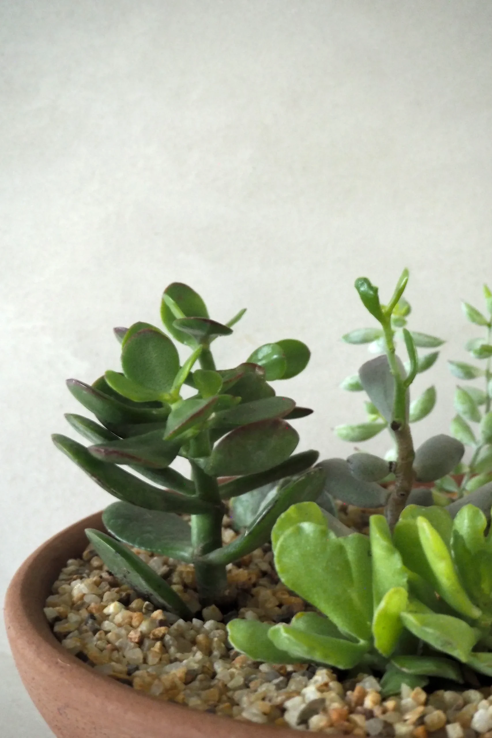 Jord Og Omplantning|Topping Sten^PLANT Topping sten - Beige