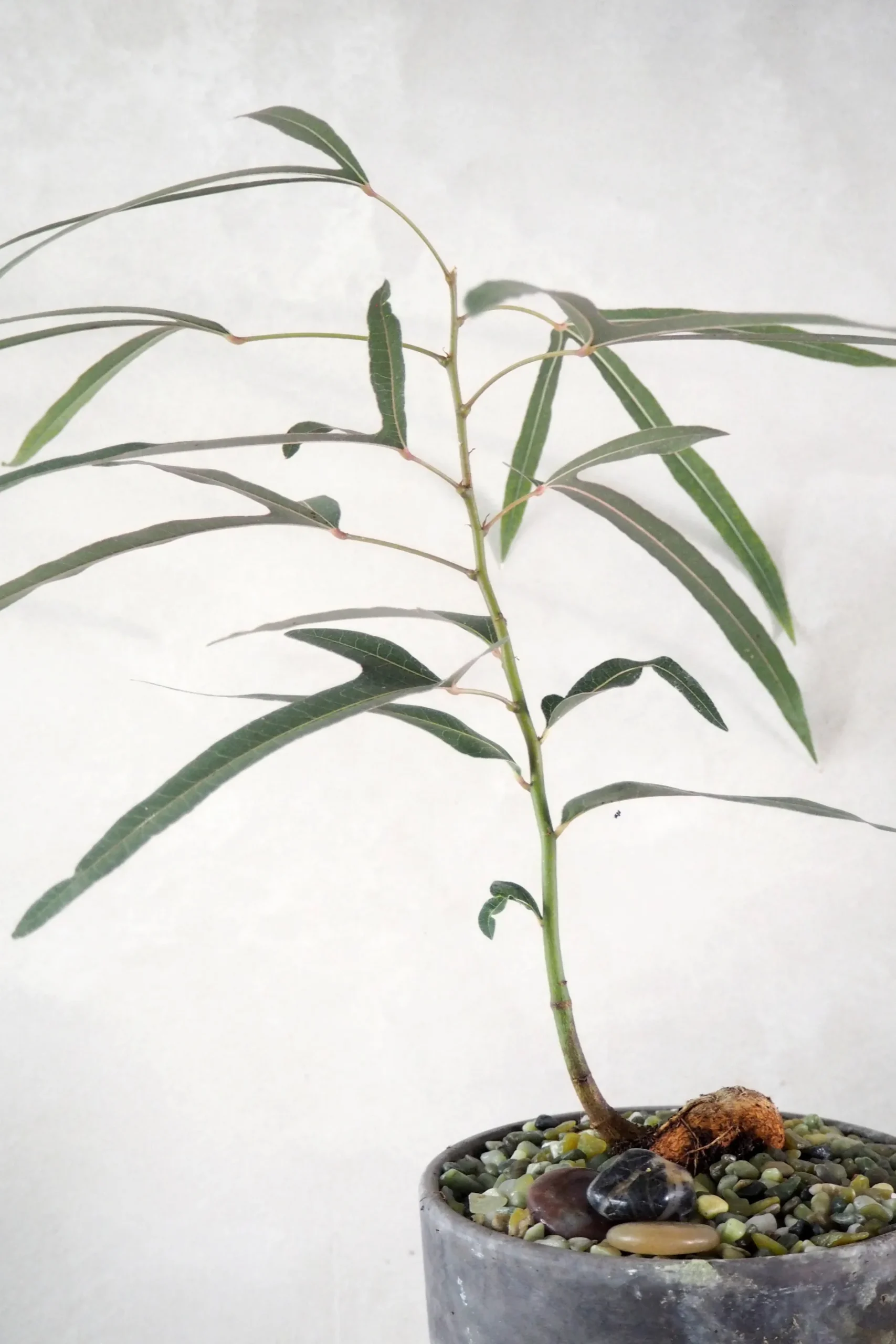 Topping Sten|Jord Og Omplantning^PLANT Topping sten - Jade
