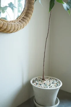 Topping Sten|Jord Og Omplantning^PLANT Topping sten - Mix